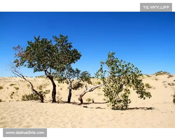 揭示拉梅尔鲍尔为何被誉为三球之王的传奇故事与背后秘密